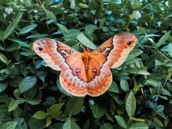 Шёлковая бабочка — стоковое фото