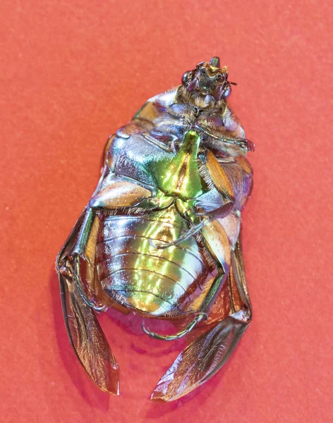 Kırmızı zemin üzerine beetle — Stok fotoğraf