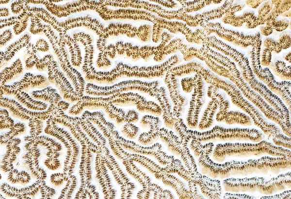 Мозок кораловий фону — стокове фото