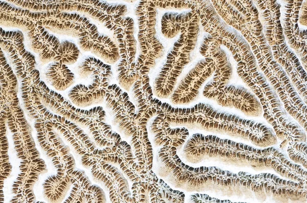 Beyin mercan arka plan — Stok fotoğraf