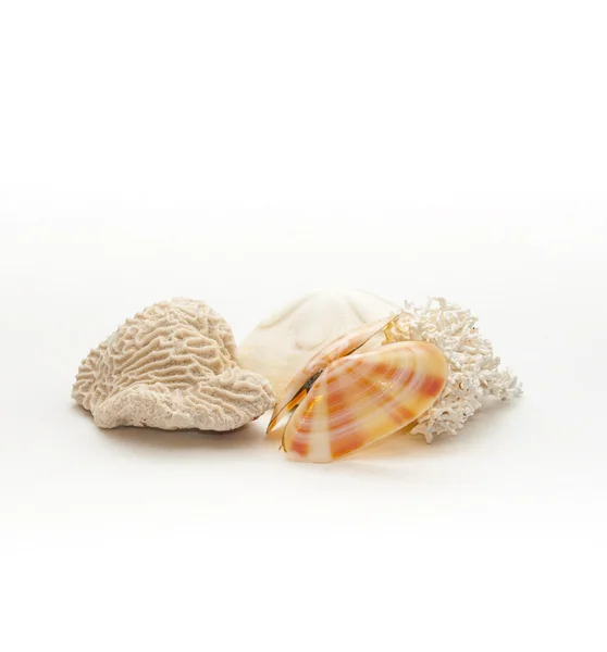 Shells and coral isolated — Stock Photo, Image