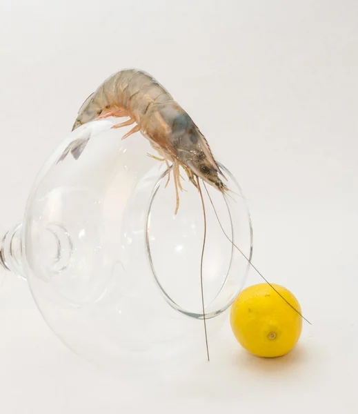 Jumbo shrimp on white background — Stock Photo, Image