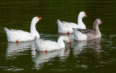 sıcak bir öğleden sonra kazlar