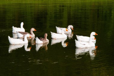 sıcak bir öğleden sonra kazlar