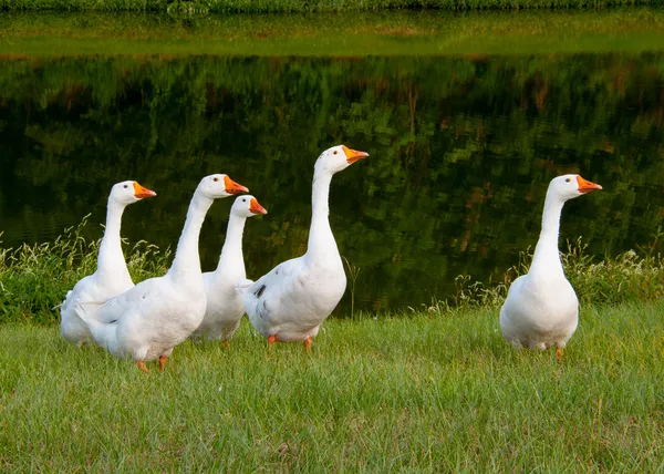 Geese on a warm afternoon — Stock Photo, Image