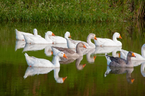 Geese on a warm afternoon — Stock Photo, Image