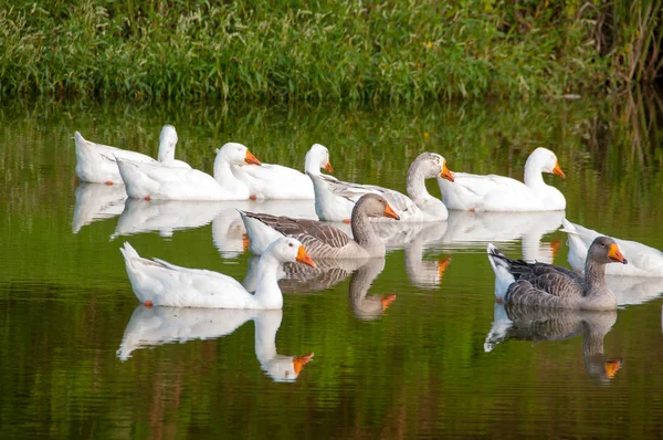 Geese on a warm afternoon — Stock Photo, Image