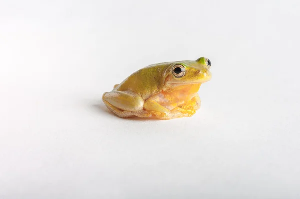 Tree frog on rim of glass — Stock Photo, Image