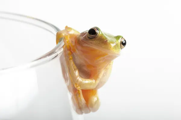 Tree frog on rim of glass — Stock Photo, Image