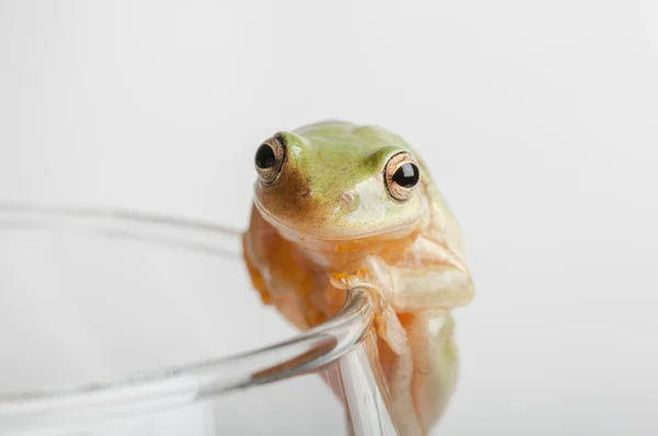Tree frog on rim of glass — Stock Photo, Image