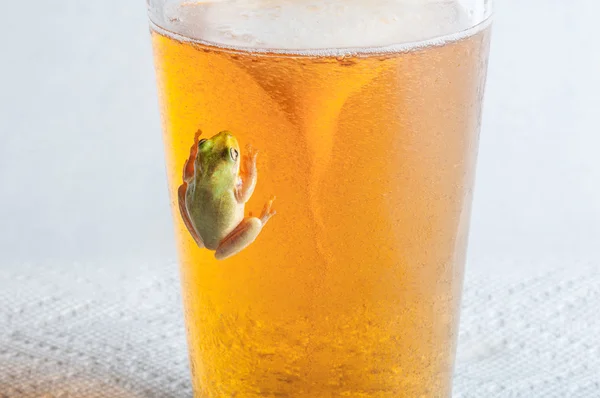 Sapo em copo frio de cerveja — Fotografia de Stock