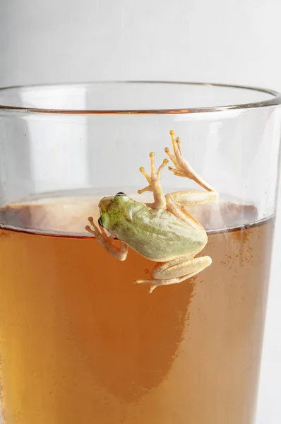 Frog on cold pint glass of beer — Stock Photo, Image