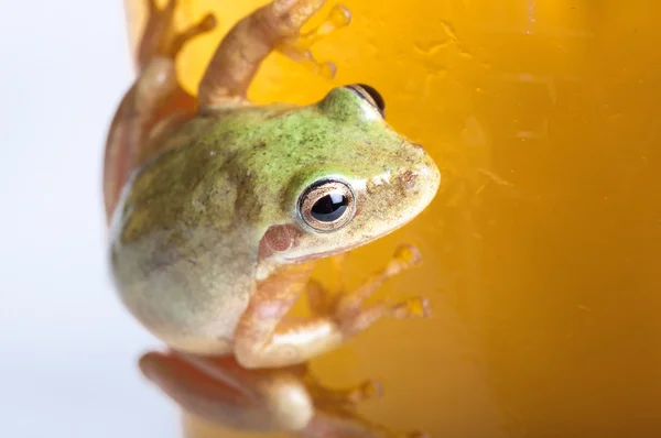 Frog on cold pint glass of beer — Stock Photo, Image