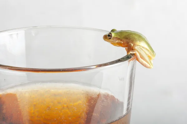 Frog op koude pint glazen van bier Stockfoto
