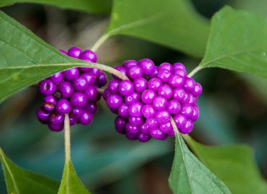 Beautyberry