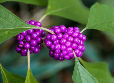 Beautyberry clipart