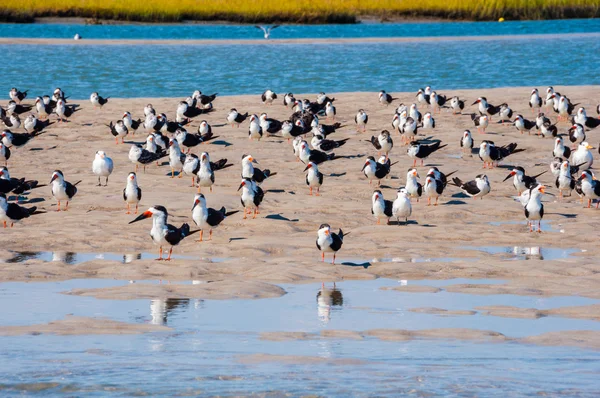 Skimmers in mid-Atlantic coastal marsh — Stock Photo, Image