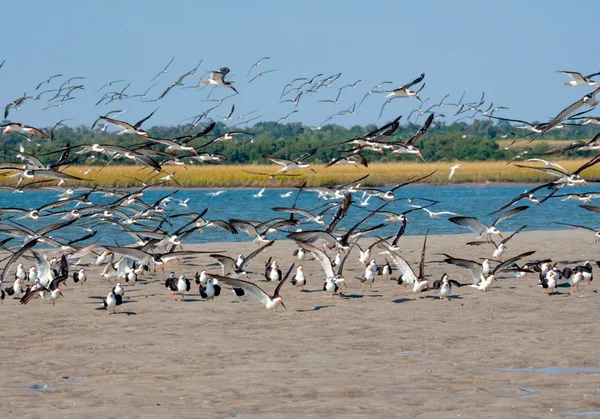 Skimmers in mid-Atlantic coastal marsh — Stock Photo, Image