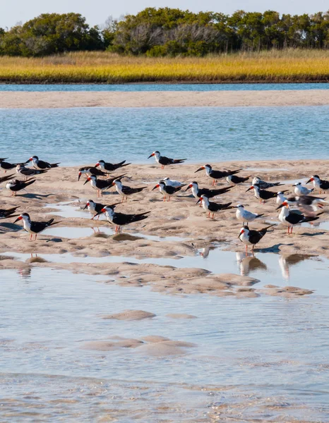 Skimmers in mid-Atlantic coastal marsh — Stock Photo, Image