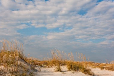 Deniz yulaf ve güneşli bir kum tepeleri