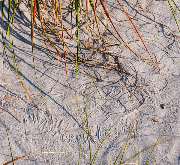 Avena di mare scarabocchiando nella sabbia — Foto Stock