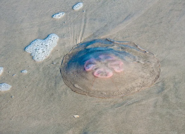 Gigantyczną meduzę w surf — Zdjęcie stockowe