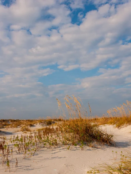 Oves moře a písečné duny na slunečný den — Stock fotografie