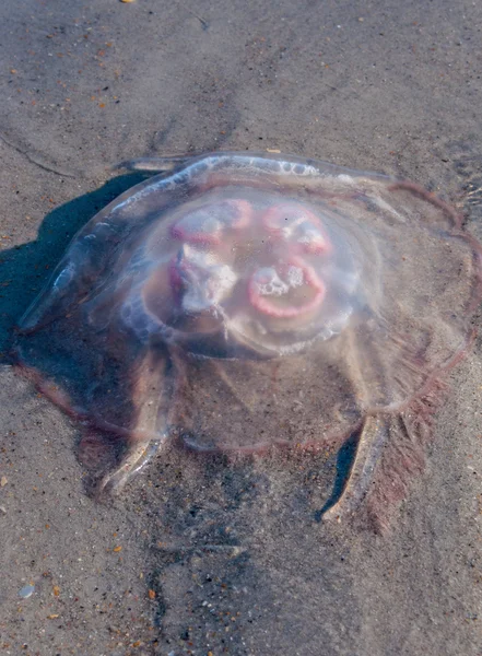 Giant jellyfish in the surf — Stock Photo, Image