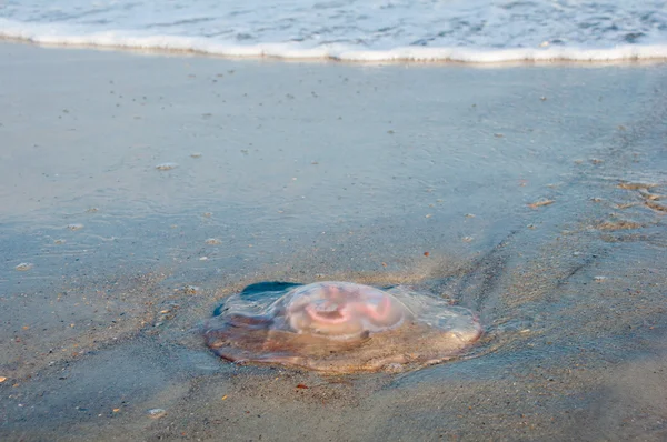 Meduse giganti nel surf — Foto Stock