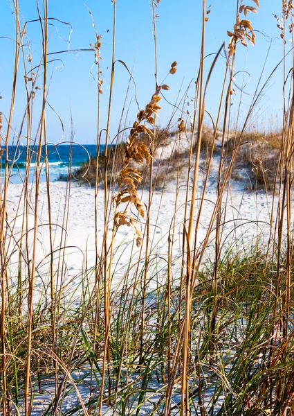 海の麦と砂丘、晴れた日に ロイヤリティフリーのストック画像