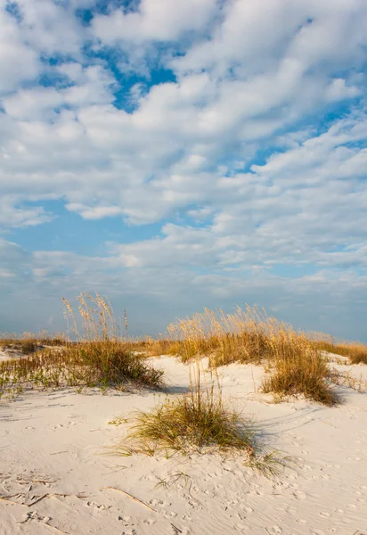 海の麦と砂丘、晴れた日に ストック写真