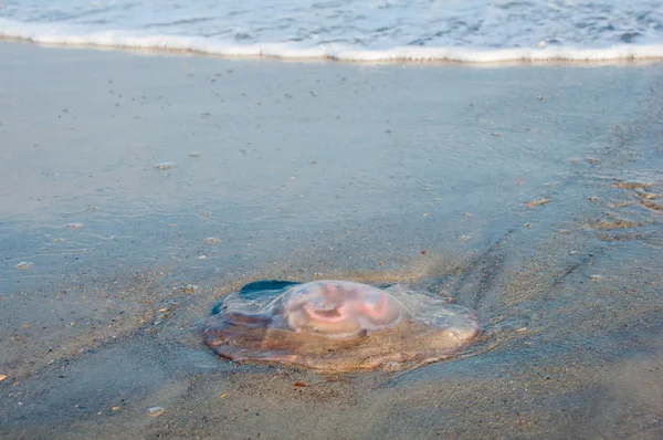 Obří medúzy v příboji Royalty Free Stock Fotografie