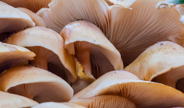 Cluster of wild mushrooms close up — Stock Photo, Image