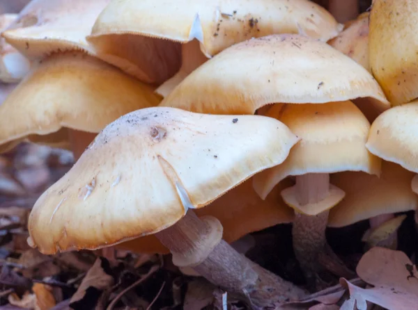 Cluster of wild mushrooms close up — Stock Photo, Image