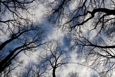 ağaçları ile doku