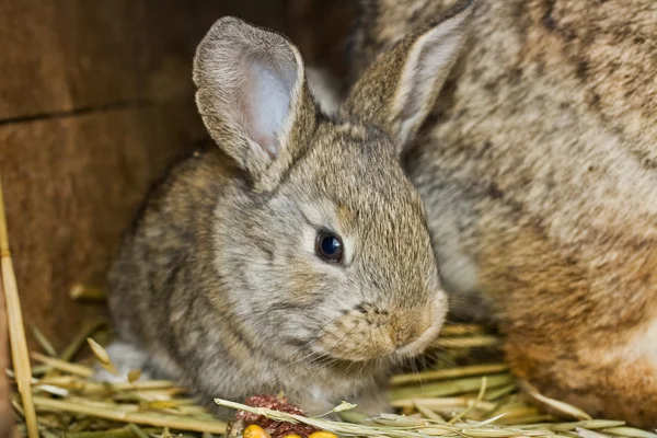 Funny-eared rabbit