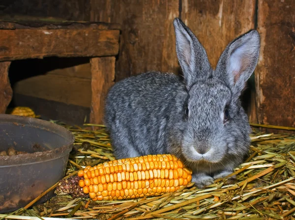 ウサギの耳がおかしい — ストック写真