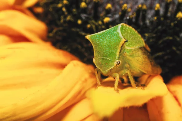 Small beetle — Stock Photo, Image