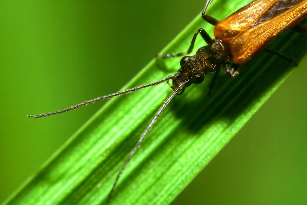 坐在绿色的草叶子上的小 bug — 图库照片