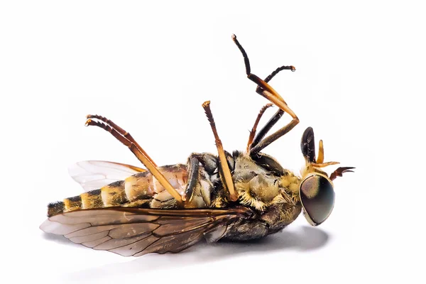 Dead insects 2 — Stock Photo, Image