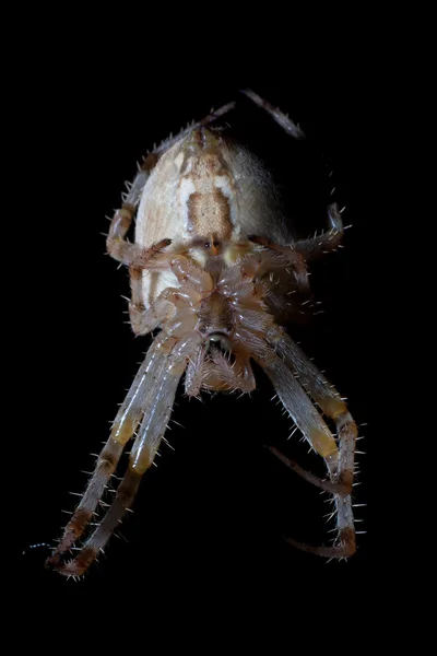 Grande aranha assustadora em um fundo preto — Fotografia de Stock