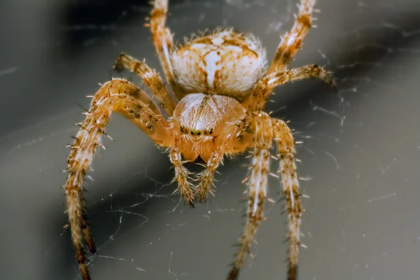 Gran araña de miedo sobre un fondo negro — Foto de Stock