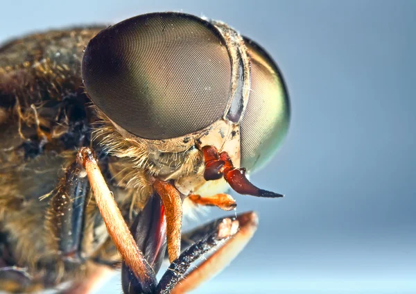 马-飞行昆虫的肖像 — 图库照片