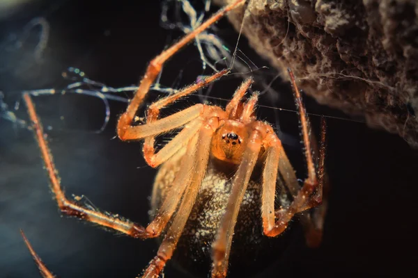 Araña 2 — Foto de Stock