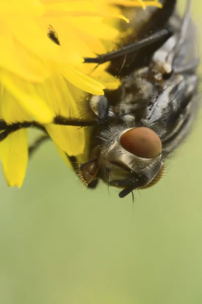 Portrait of a horse-fly insect — Stock Photo, Image