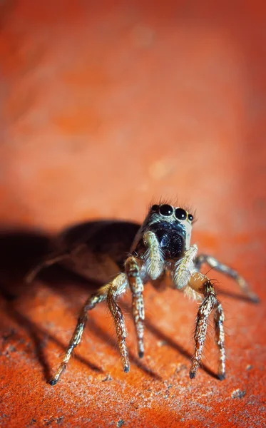 Roliga Hoppande spindel — Stockfoto