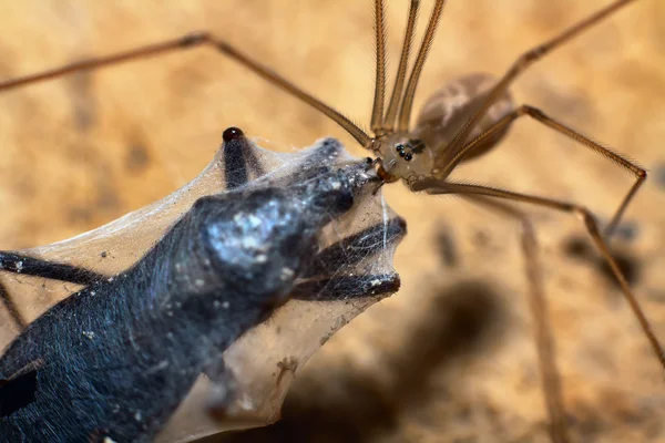 Big scary spider — Stock Photo, Image