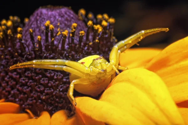 Gran araña de miedo — Foto de Stock