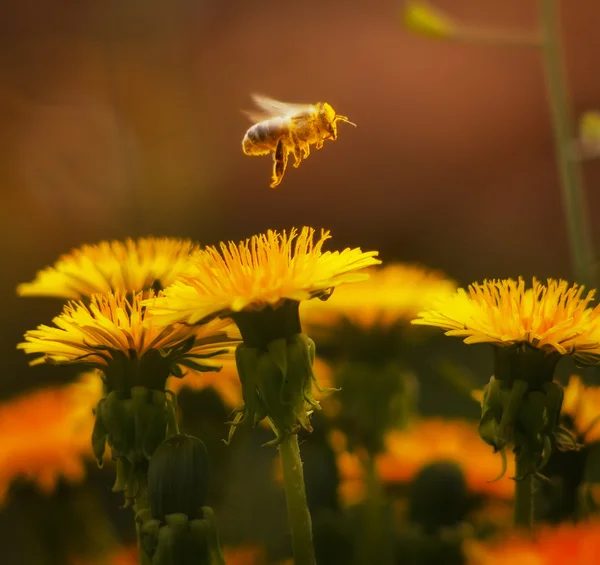 Flying bee — Stock Photo, Image