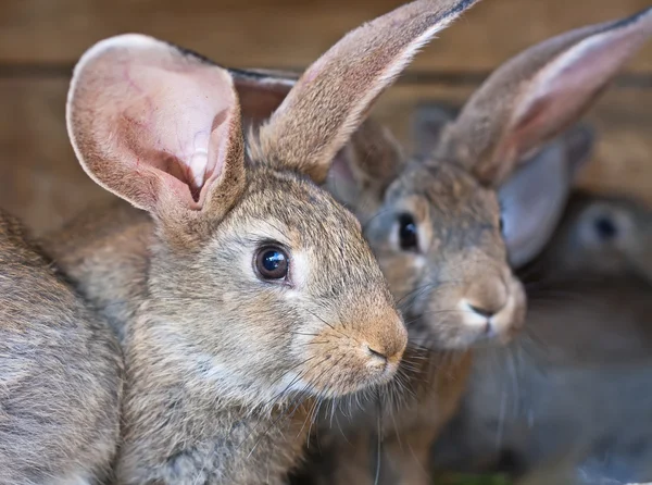 Coniglio dalle orecchie buffe Foto Stock Royalty Free